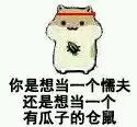 盘点超火的仓鼠配瓜子表情包