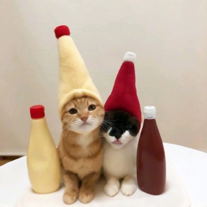 软萌猫咪情侣头像来啦！20张高清可爱的一对两张头像