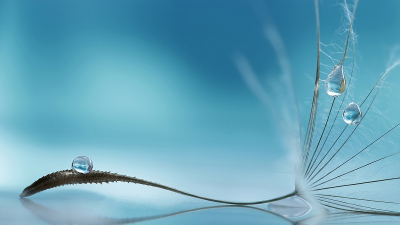 带水珠的蒲公英电脑桌面壁纸 高清花卉壁纸合集