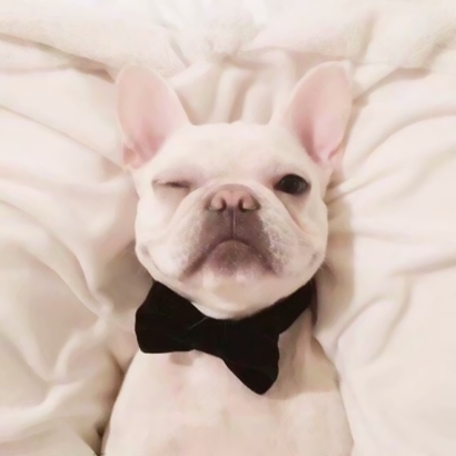 20张蠢萌猫狗情侣头像 高清可爱还能当情头用