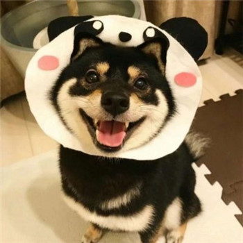 超萌柴犬情侣头像！一对左右两张共18张高清图