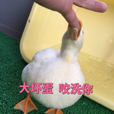 3月13日热门斗图表情包原图合集