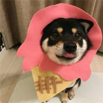 超萌柴犬情侣头像！一对左右两张共18张高清图