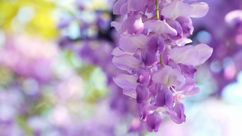 紫藤花电脑高清壁纸｜多款分辨率可选的花卉桌面背景