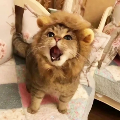 20张蠢萌猫狗情侣头像 高清可爱还能当情头用