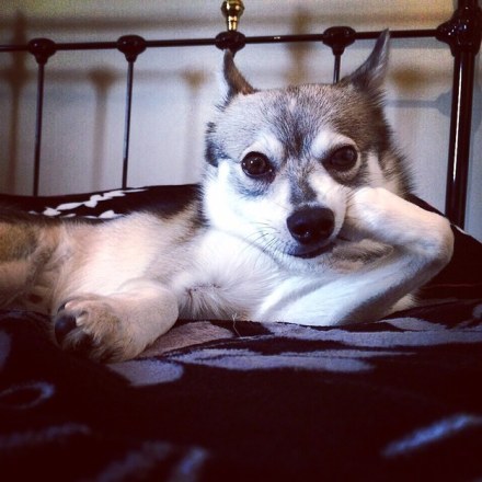 狗狗表情包合集来了，聊天斗图直接用