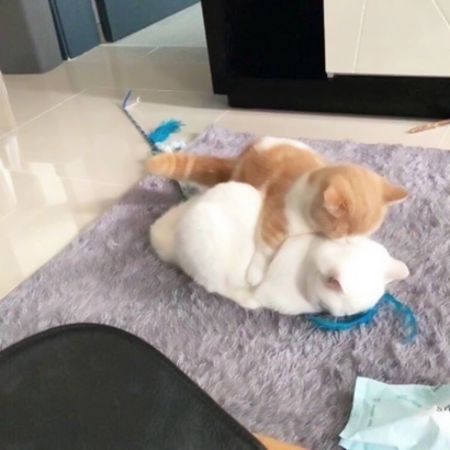 一男一女猫咪情侣头像 16张高清超萌可爱款