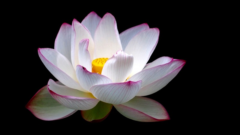 多款高清莲花电脑壁纸 适配不同屏幕尺寸