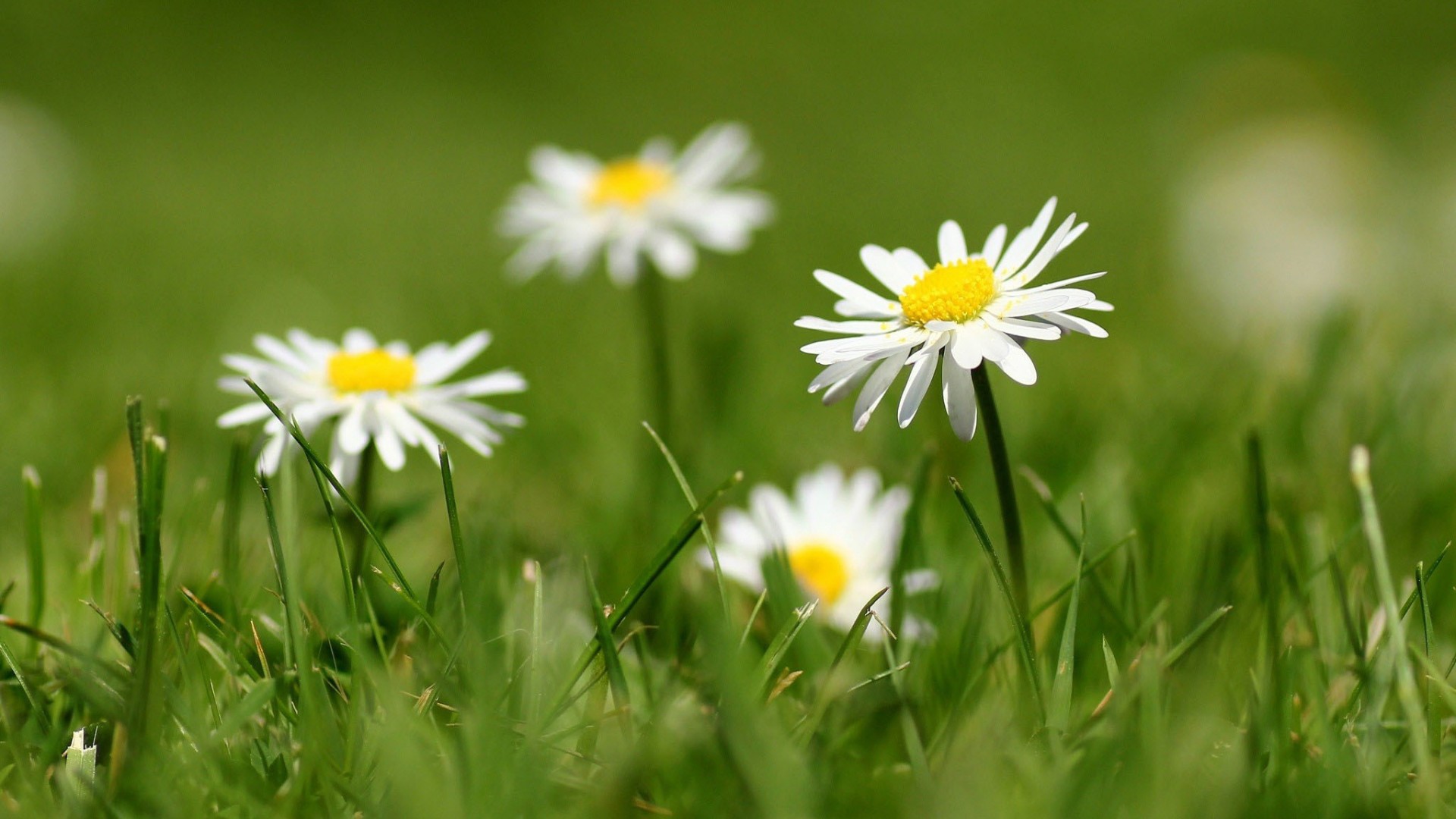 这款白雏菊配绿草的电脑壁纸太治愈了