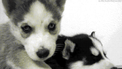 带害羞感的哈士奇单身狗表情包来啦