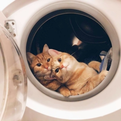 超萌可爱猫咪情侣头像 8张高清一对两张情头分享