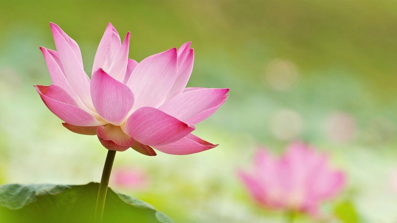粉色莲花花瓣电脑高清壁纸上新 适配多尺寸桌面