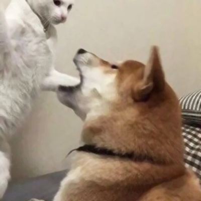 22组超可爱搞怪萌宠情头！一对两张高清图直接抱走