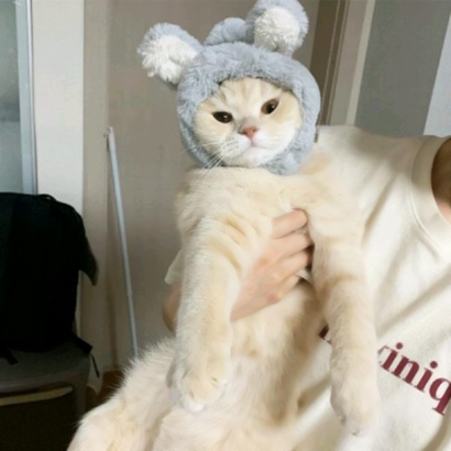 软萌猫咪情侣头像来啦！20张高清可爱的一对两张头像