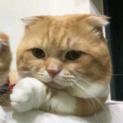 超萌猫咪情侣头像！16组一左一右高清配对图来啦