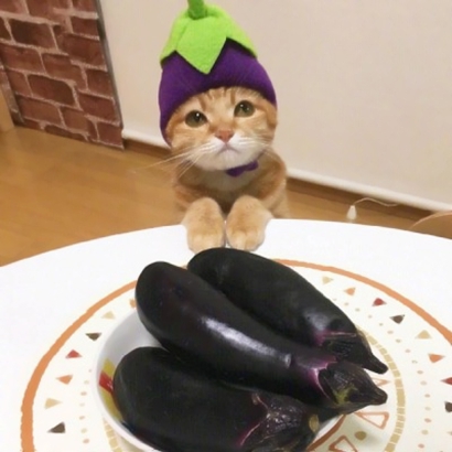 软萌猫咪情侣头像来啦！20张高清可爱的一对两张头像