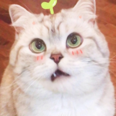 超萌宠物情侣头像！高清一对两张共26张合集