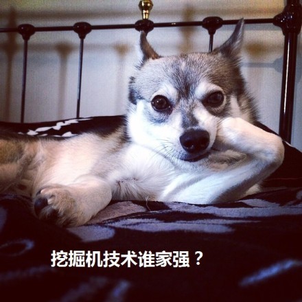 狗狗表情包合集来了，聊天斗图直接用