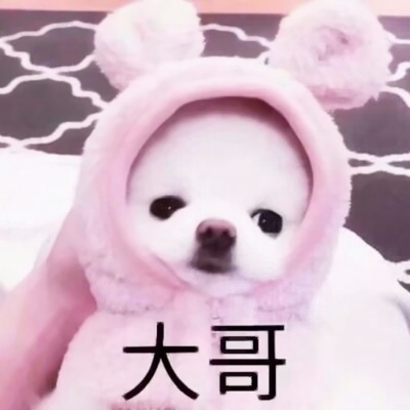 超萌动物情侣头像来啦！10张高清可爱款一次收好