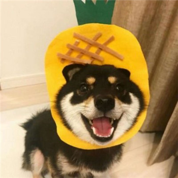 超萌柴犬情侣头像！一对左右两张共18张高清图