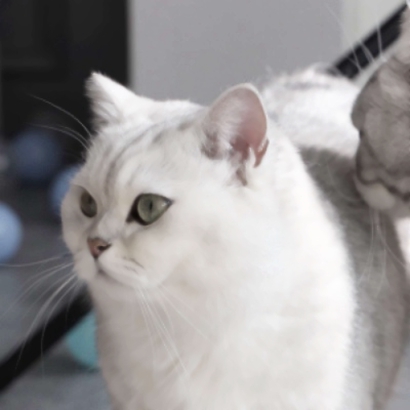 超萌宠物情侣头像！高清一对两张共26张合集