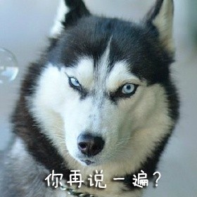 超火的doge动图表情包合集
