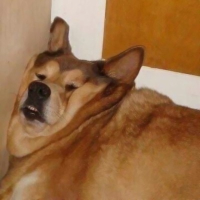 22组超萌搞怪萌宠情侣头像！一对两张高清可爱款