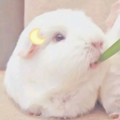 超萌萌宠情侣头像合集！12张高清可爱款直接抱走