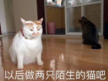 铲屎官狂喜！这套猫咪表情包又萌又能打