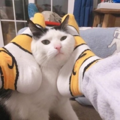 一对两张超萌搞怪猫咪情头 10组可爱情侣头像合集