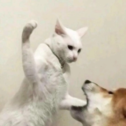 搞怪又萌的动物情侣头像来啦！28张高清搞笑可爱款任你挑