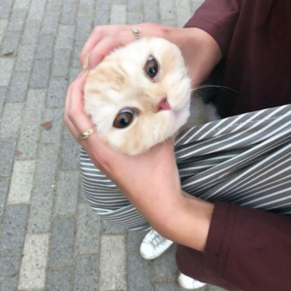 猫咪情侣头像合集 一对两张高清素材共10组