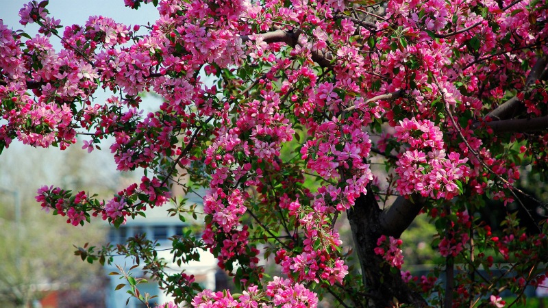 春日苹果粉花高清电脑壁纸合集
