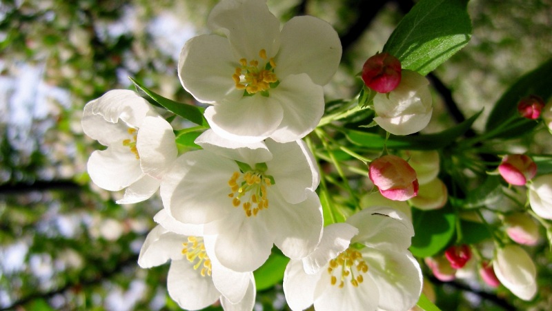 白色苹果花电脑桌面壁纸 高清花卉素材分享
