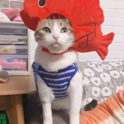 20张蠢萌猫狗情侣头像 高清可爱还能当情头用