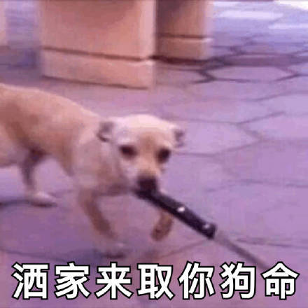 狗狗斗图表情包来啦！