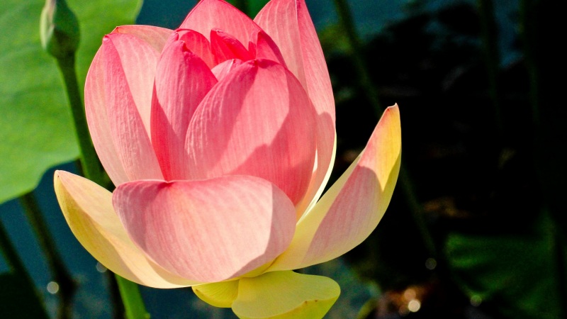 莲花花瓣叶子电脑桌面壁纸_高清花卉壁纸
