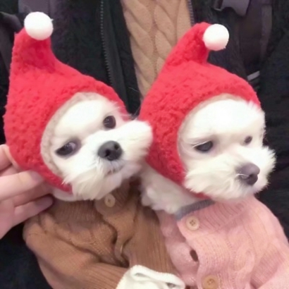 12张超萌猫咪情侣头像 高清可爱一键存