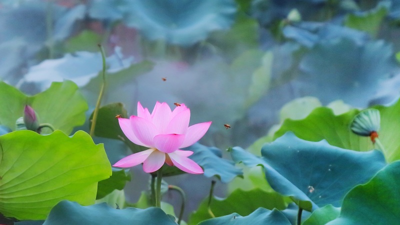 夏天的荷花高清电脑壁纸来啦，多款分辨率可选