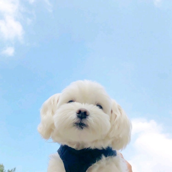 20张超萌可爱风情侣头像 高清无水印合集