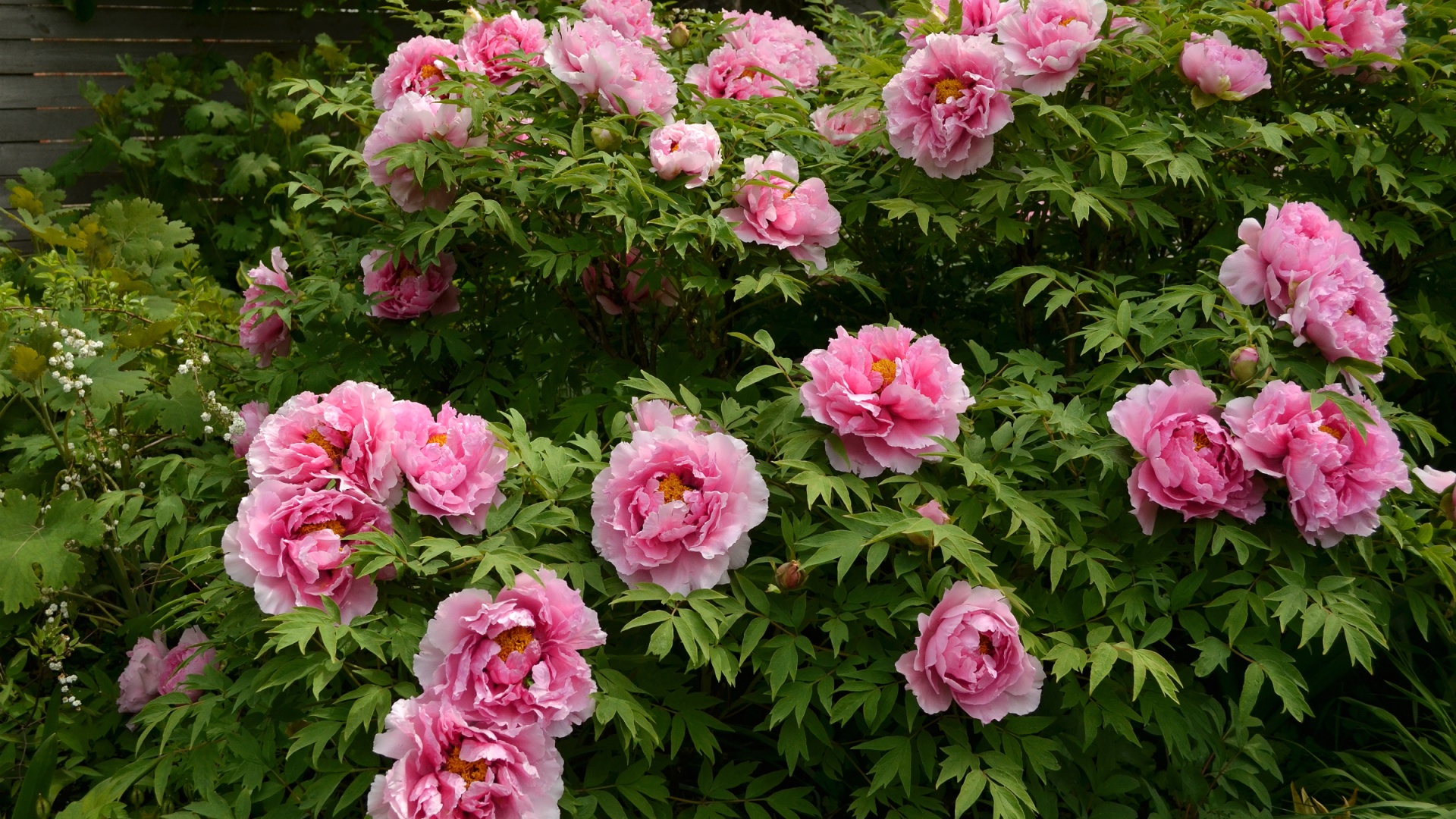 这款带绿叶的粉牡丹电脑壁纸 高清花卉桌面背景任你选