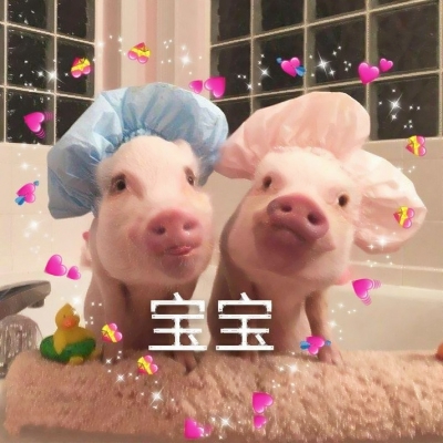 搞怪动物情侣头像来啦！带字创意款共12张高清图