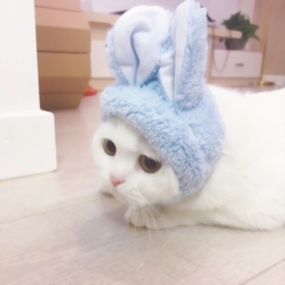 28张搞怪超萌猫咪情侣头像 可爱高清情头合集