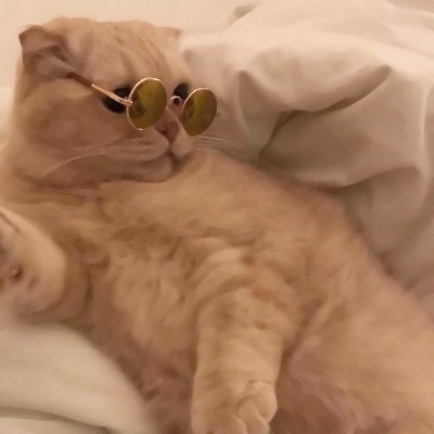 22组超萌搞怪萌宠情侣头像！一对两张高清可爱款