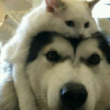 狗狗斗图表情包来啦！