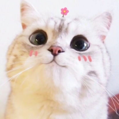 超萌可爱！8组动物情侣头像一对两张高清合集