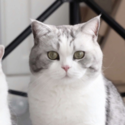 超萌宠物情侣头像！高清一对两张共26张合集