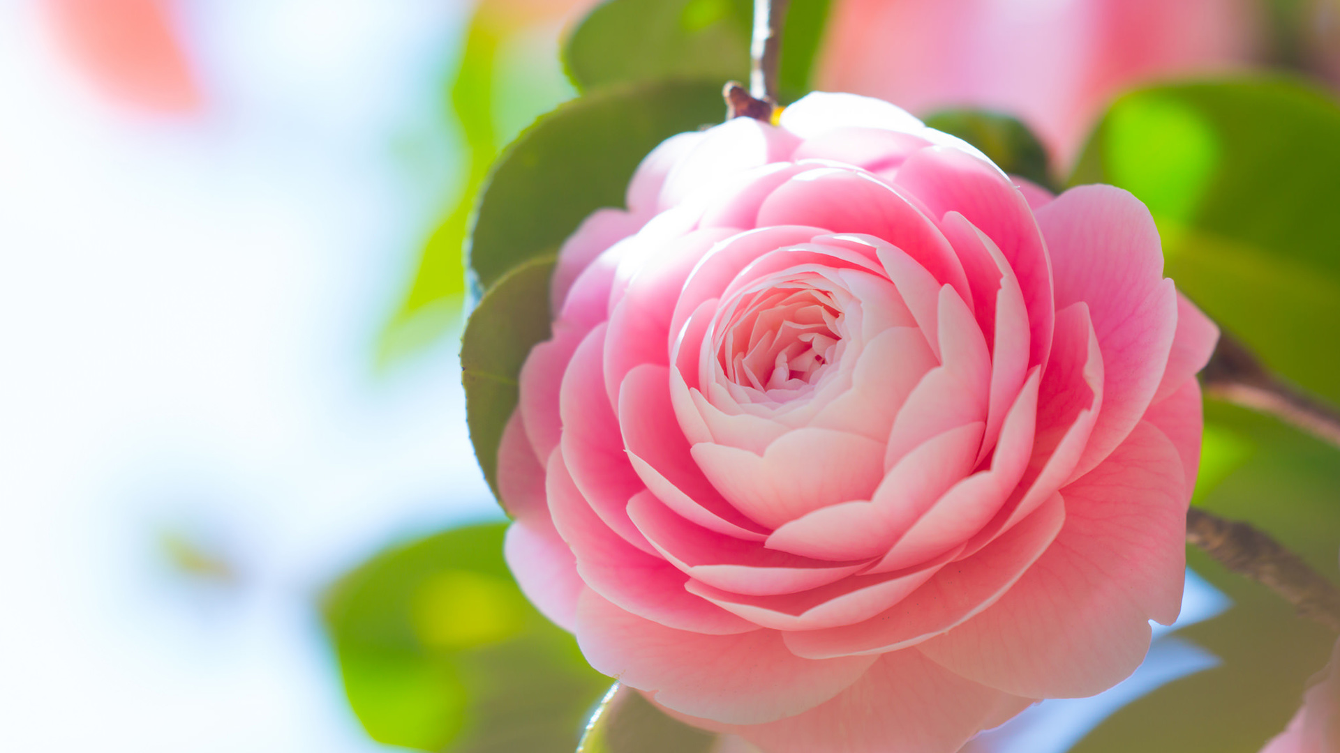 好看的粉色茶花电脑桌面壁纸 高清花卉壁纸来啦