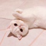 一男一女猫咪情侣头像 16张高清超萌可爱款