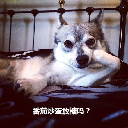 狗狗表情包合集来了，聊天斗图直接用